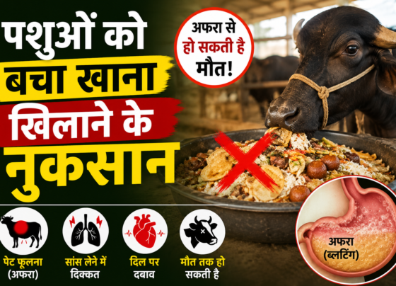 Animal Digestive Health