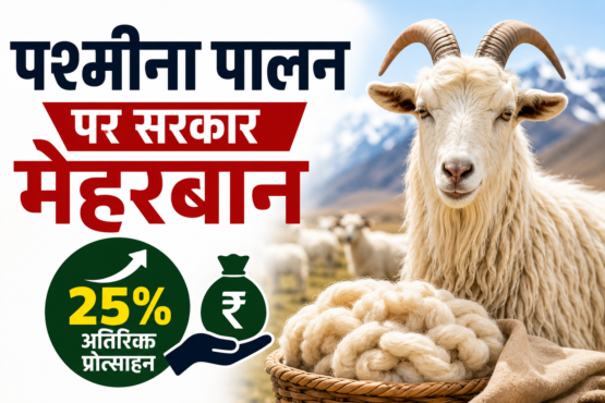 Pashmina Farmer Scheme