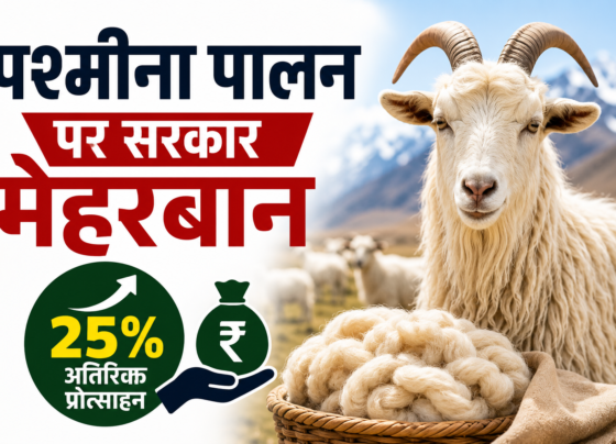 Pashmina Farmer Scheme