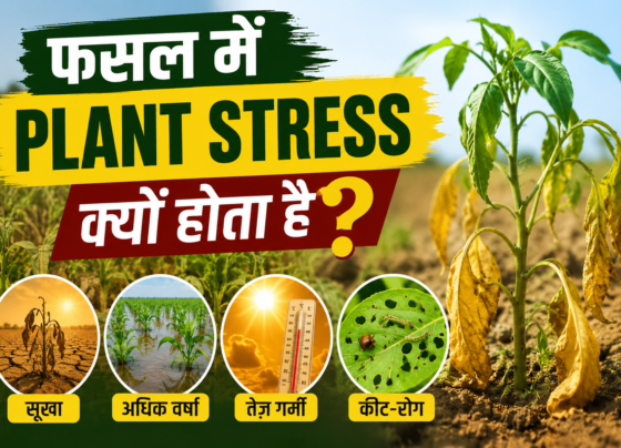 Fasal Mein Plant Stress