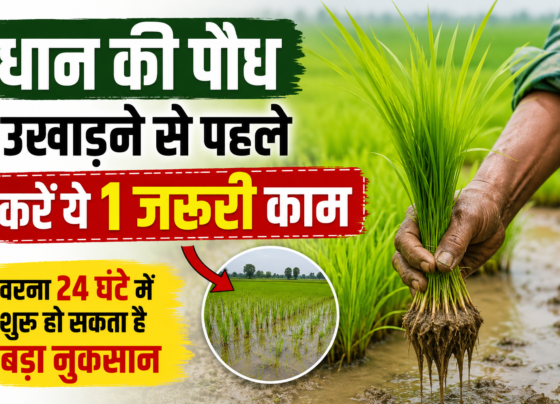 Paddy Transplanting Tips
