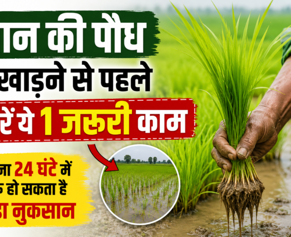 Paddy Transplanting Tips