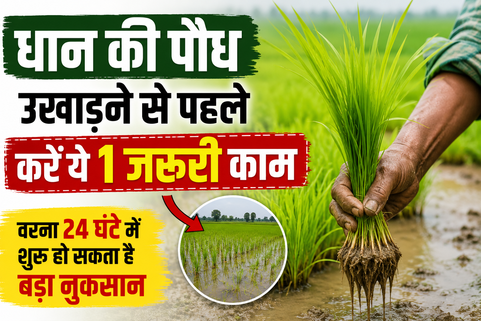 धान की पौध उखाड़ने से पहले करें ये 1 जरूरी काम | Paddy Transplanting Tips