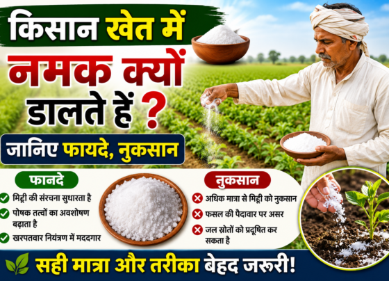 Khet Me Namak Kyu Dalte Hain