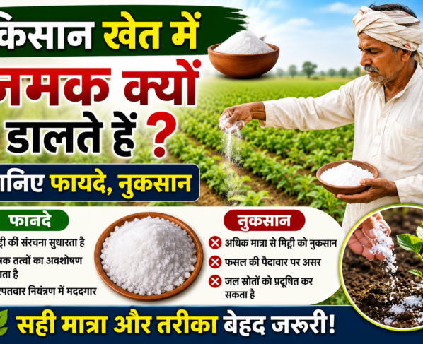 Khet Me Namak Kyu Dalte Hain