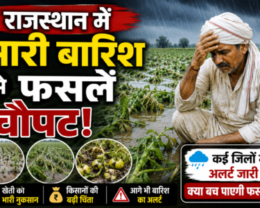 Rajasthan Heavy Rain Crop Damage