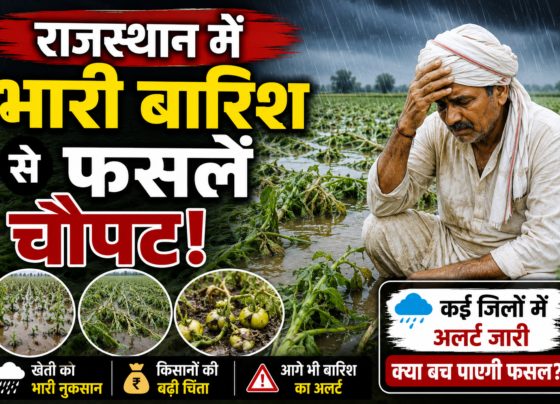 Rajasthan Heavy Rain Crop Damage
