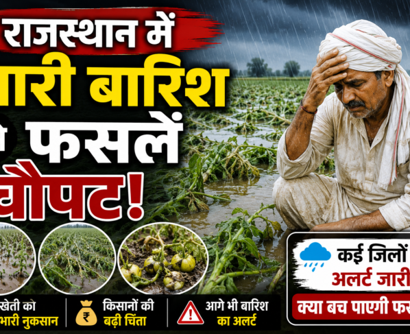 Rajasthan Heavy Rain Crop Damage