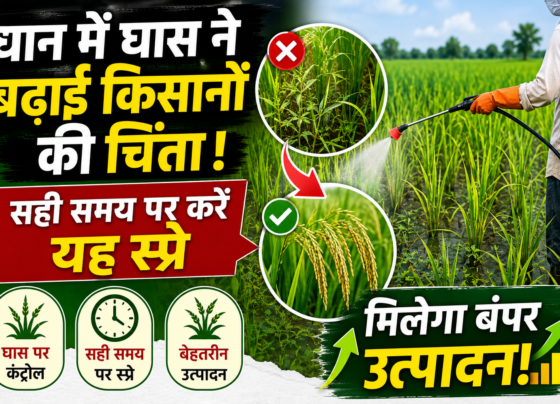 Paddy grass control methods