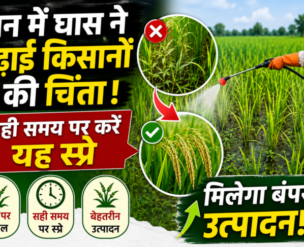 Paddy grass control methods