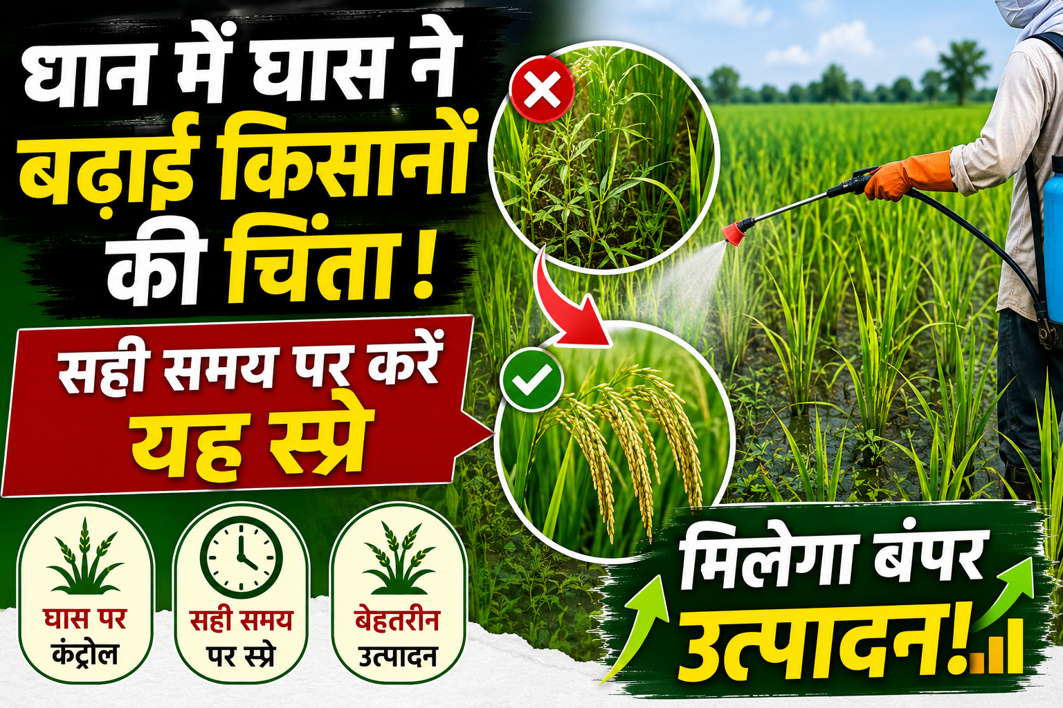धान में घास ने बढ़ाई किसानों की चिंता! सही समय पर करें यह स्प्रे, मिलेगा बंपर उत्पादन Paddy grass control methods