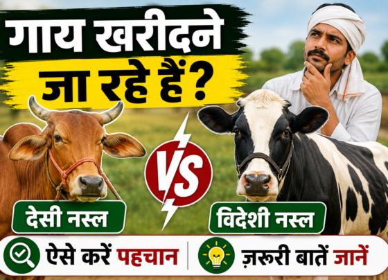 Desi Aur Foreign Cow Breeds Ki Pehchan Kaise Kare