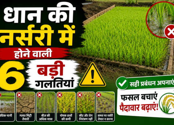 Paddy Farming Tips