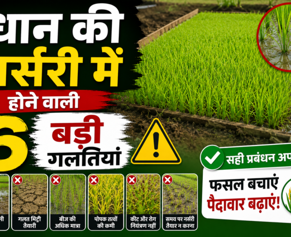 Paddy Farming Tips
