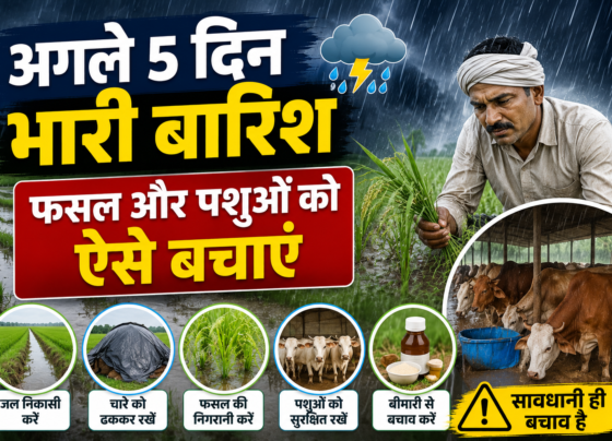 Farmers Heavy Rain Alert