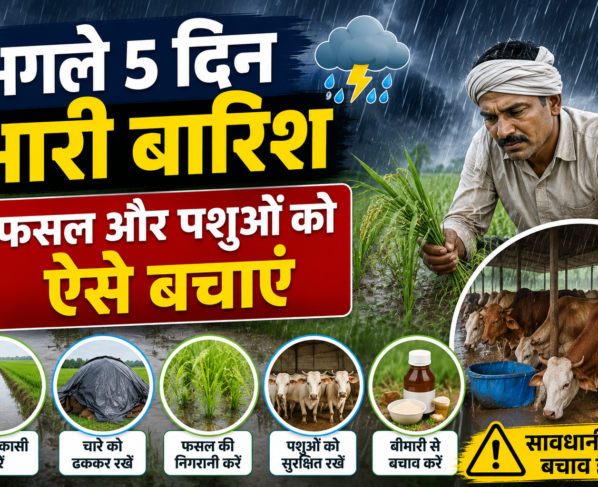Farmers Heavy Rain Alert