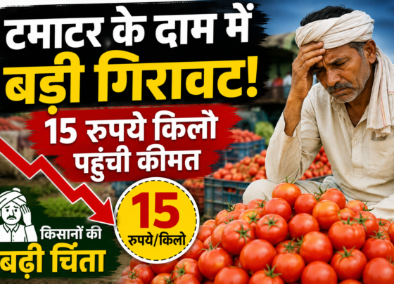 Tomato Price Fall Today