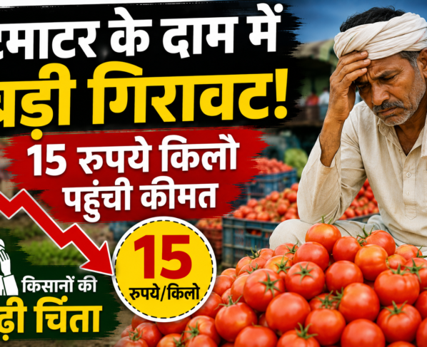 Tomato Price Fall Today