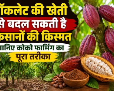 Chocolate Ki Kheti Se Paise Kaise Kamaye