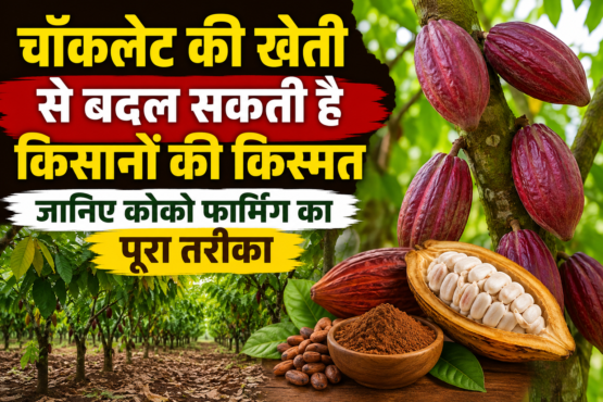Chocolate Ki Kheti Se Paise Kaise Kamaye