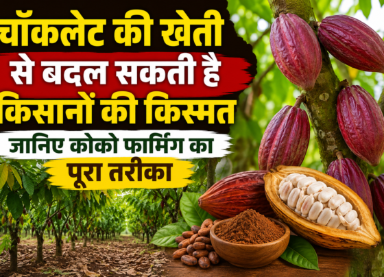 Chocolate Ki Kheti Se Paise Kaise Kamaye