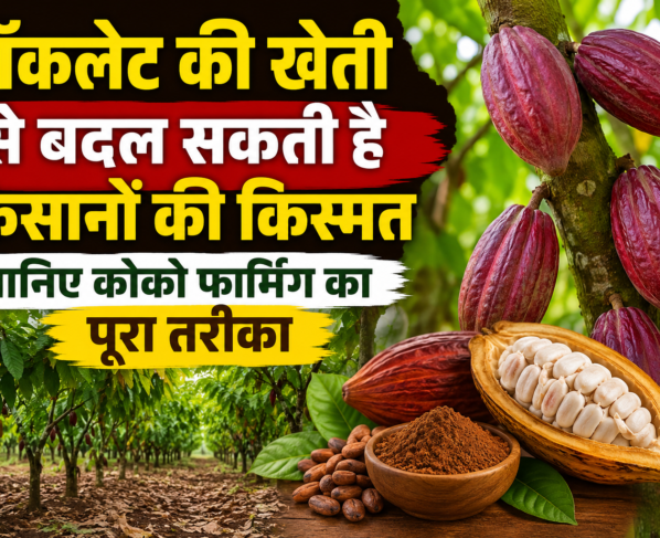 Chocolate Ki Kheti Se Paise Kaise Kamaye