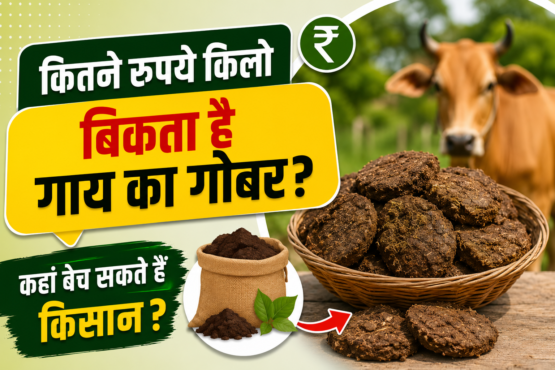 Cow Dung Price in India