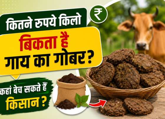 Cow Dung Price in India
