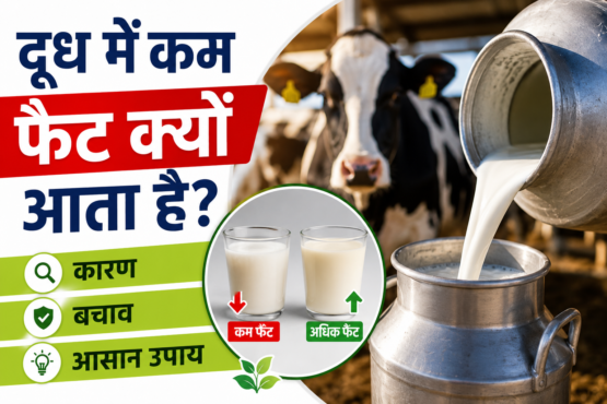 Doodh Me Fat Kaise Badhaye