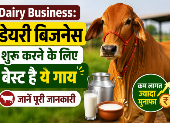 Sahiwal Cow for Dairy Business