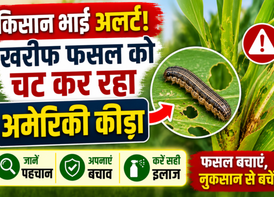 Fall Armyworm Control in Kharif Crops