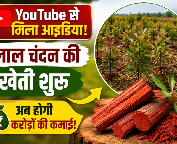 Farmer Dilip Pawar Red Sandalwood Farming Success Story Burhanpur MP