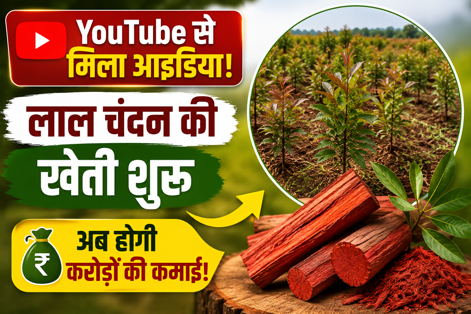 YouTube से मिला आइडिया, किसान ने डेढ़ एकड़ में शुरू की लाल चंदन की खेती, अब होगी करोड़ों की कमाई Farmer Dilip Pawar Red Sandalwood Farming Success Story Burhanpur MP