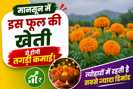 Flower Farming In Monsoon