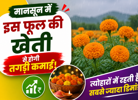 Flower Farming In Monsoon