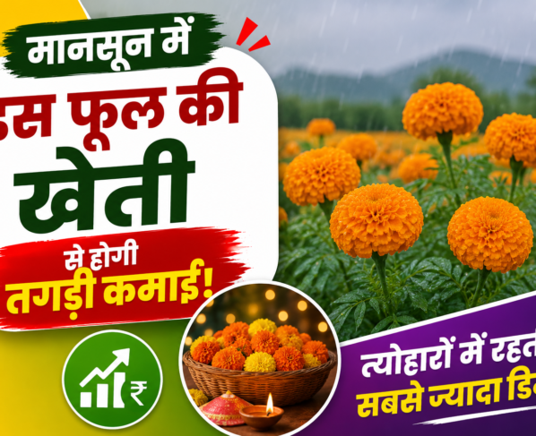 Flower Farming In Monsoon