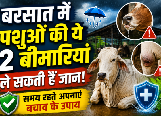 Galghotu Aur Langda Bukhar Se Bachav