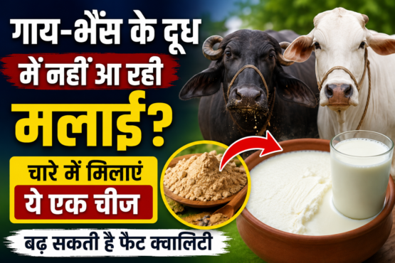 Gay Bhains Ke Doodh Me Malai Kaise Badhaye