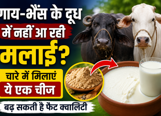 Gay Bhains Ke Doodh Me Malai Kaise Badhaye