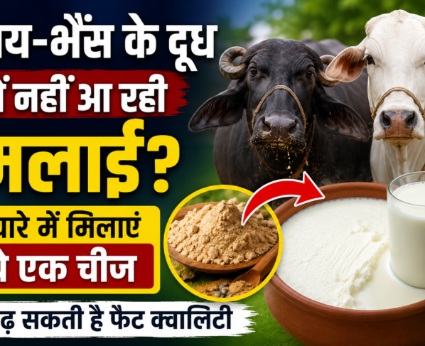 Gay Bhains Ke Doodh Me Malai Kaise Badhaye