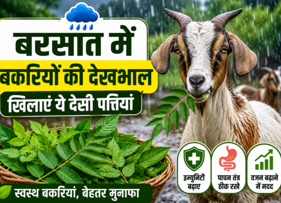Goat Care Tips In Rainy Season