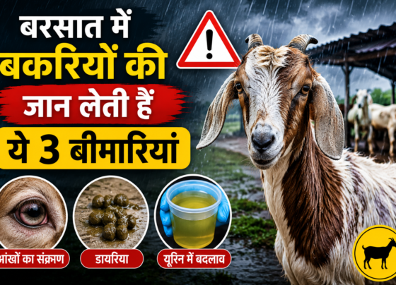 Goat Disease in Rainy Season