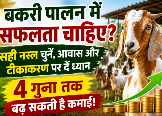 Goat Farming