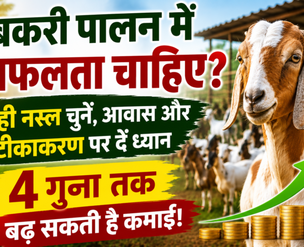 Goat Farming