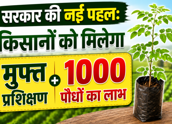 Govt Offers Free Moringa Training