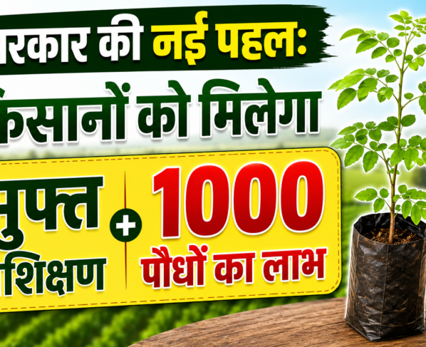 Govt Offers Free Moringa Training