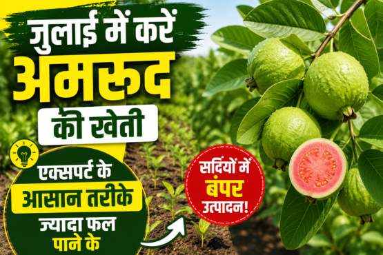 Guava Plantation in July