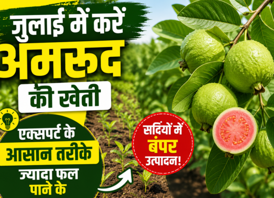 Guava Plantation in July
