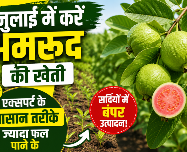 Guava Plantation in July