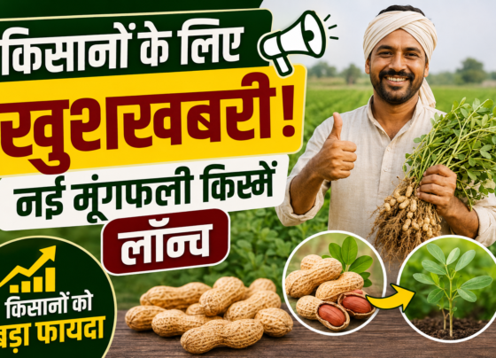 New High Oleic Groundnut Varieties
